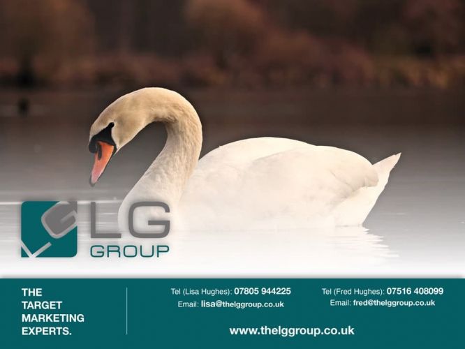 Swans in Business